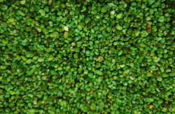 Tymin PINE 250 g